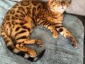 Muhtesem Bengal Kedisi