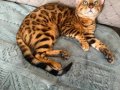 Muhtesem Bengal Kedisi