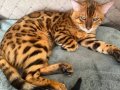 Muhtesem Bengal Kedisi