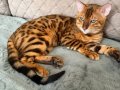 Muhtesem Bengal Kedisi