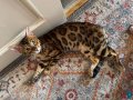 Muhtesem bengal kedisi