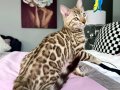 Full şecereli Snow Bengal 