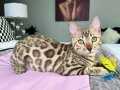 Full seçereli snow bengal dişi