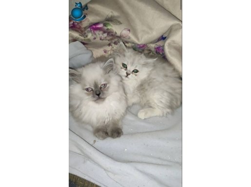 RENK GÜZELİ KARDEŞLER ASLAN KÜRKLÜ