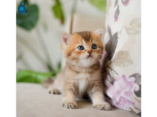 NADİR BULUNAN HARİKA GOLDEN KEDİ