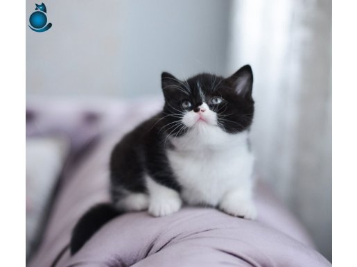 İNSTAGRAMDAKİ TURŞUHAN KEDİ CİNSİ 