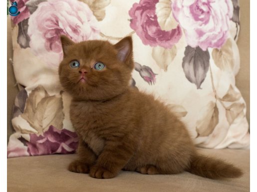 NADİR BULUNAN CİNNEMON CHOCOLATE YAVRU