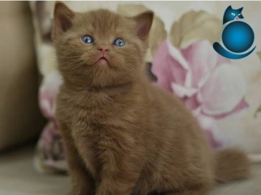 KAHVE VE BEYAZ BRITISH SHORTHAIR YABRULARIMIZ