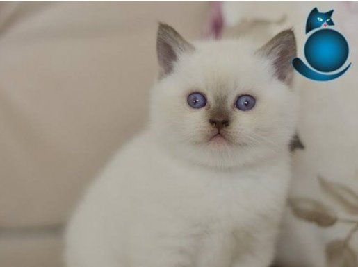 BRITISH SHORTHAIR BLUE POINT YAVRULAR