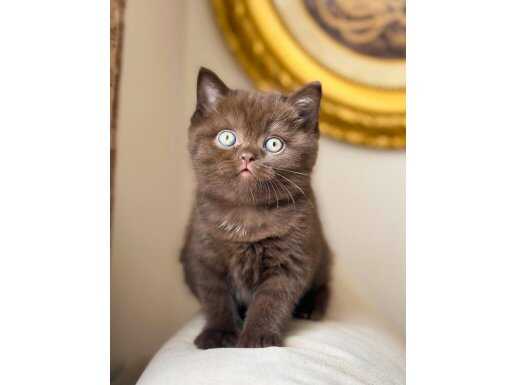 Nadir bulunan Cinnemon yavru