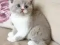 Harika Lilac Rengi Parçalı Yavru