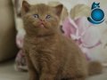 KAHVE VE BEYAZ BRITISH SHORTHAIR YABRULARIMIZ