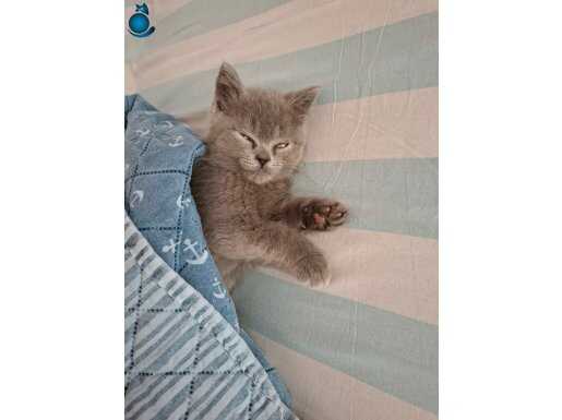 2 aylik harika british erkek