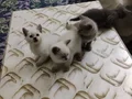5 adet kedi var erkek dişini erkek dişi