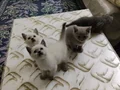 5 adet kedi var erkek dişini erkek dişi