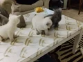 5 adet kedi var erkek dişini erkek dişi