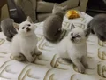 5 adet kedi var erkek dişini erkek dişi