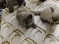 5 adet kedi var erkek dişini erkek dişi