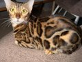  Altın parıltılı kürkleriyle Bengal bebekler