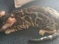  Altın parıltılı kürkleriyle Bengal bebekler