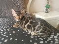  Altın parıltılı kürkleriyle Bengal bebekler