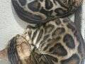  Altın parıltılı kürkleriyle Bengal bebekler