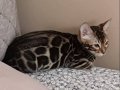  Altın parıltılı kürkleriyle Bengal bebekler