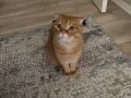 3 Yaşında Kısır Erkek Kedi