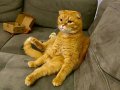 3 Yaşında Kısır Erkek Kedi