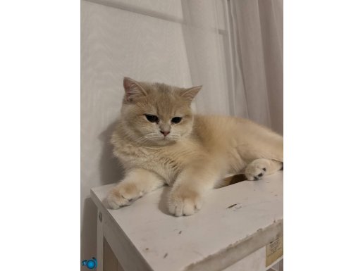 Dişi british shortier