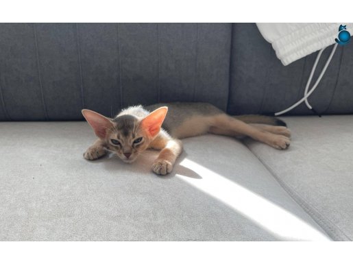 Şecereli Anne Babadan Safkan Blue Erkek Yavru 
