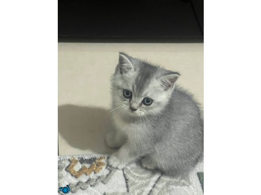 Britich Shorthair 50 günlük yeni yuvalarını arıyorlar