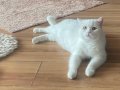 MÜKEMMEL KALİTE BRITSHSHORTHAIR 