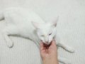 Minin dostumuza Ömürlük Yuva
