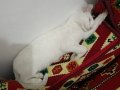 Minin dostumuza Ömürlük Yuva