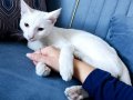Minin dostumuza Ömürlük Yuva