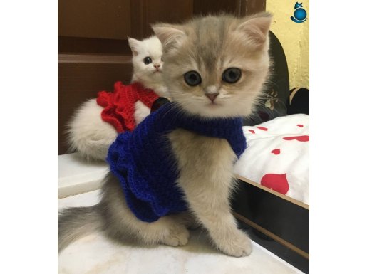 Sağlıklı yavru arayana 