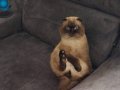 Scottish Fold Siamme Mix Canımız