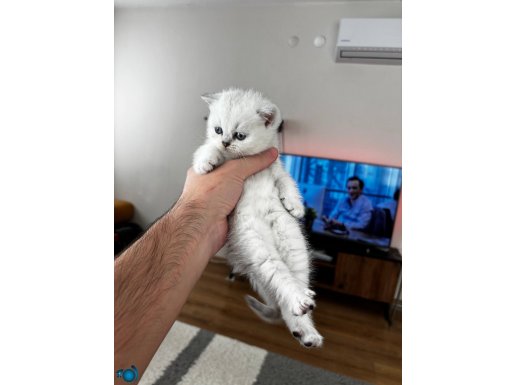 A Kalite scottish fold