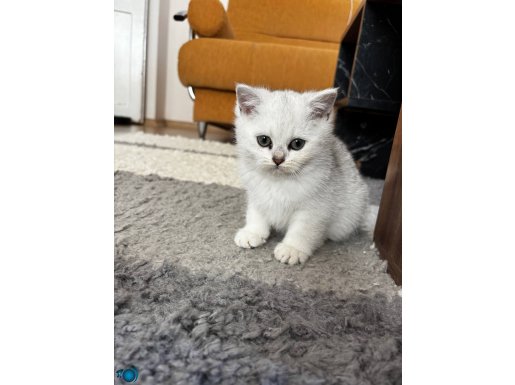 A kalite scottish straight