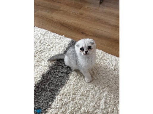 A kalite scottish fold