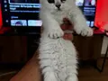 A KALİTE SCOTTİSH FOLD