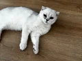 A KALİTE 4 AYLIK DİŞİ FOLD