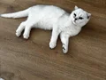 A KALİTE 4 AYLIK DİŞİ FOLD