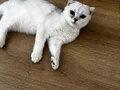 A KALİTE 4 AYLIK DİŞİ FOLD