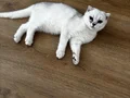A KALİTE 4 AYLIK DİŞİ FOLD