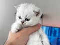 A Kalite scottish fold
