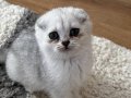 A kalite scottish fold