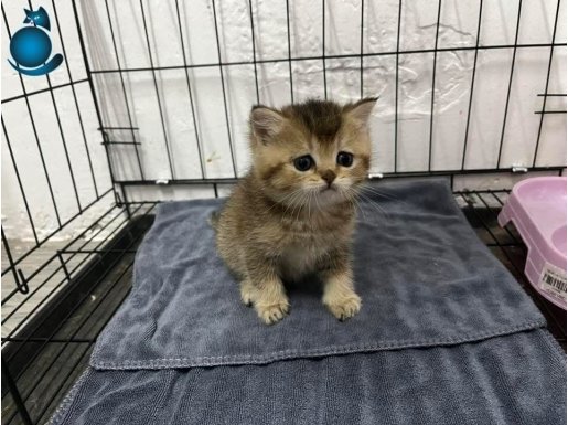 Eğitimli Golden Black British Shorthair Yavrusu
