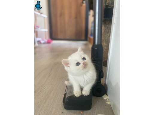 British shorthair yavrularımız hazır